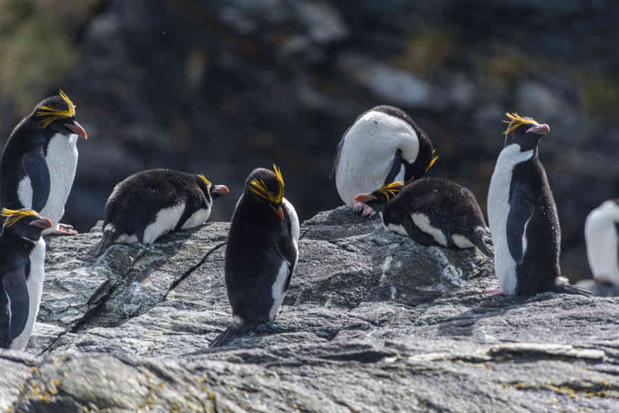 Pingüino Macaroni - islas Georgias del Sur 24.jpg